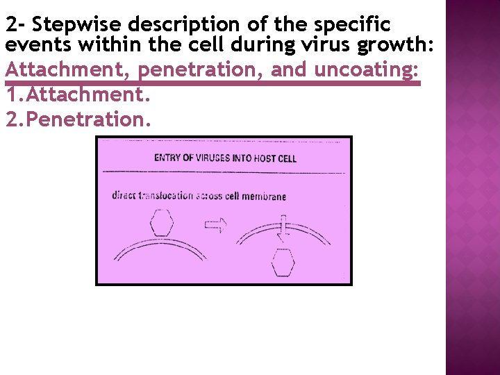 2 - Stepwise description of the specific events within the cell during virus growth: