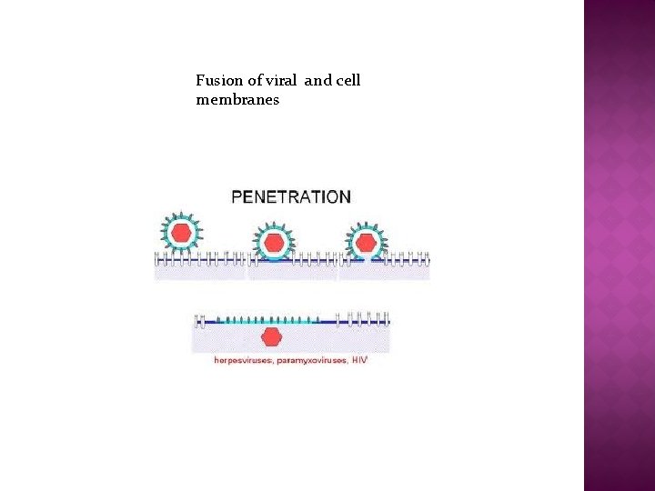 Fusion of viral and cell membranes 