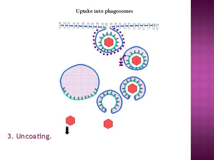 Uptake into phagosomes 3. Uncoating. 