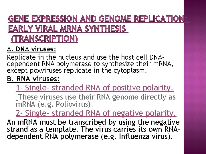 GENE EXPRESSION AND GENOME REPLICATION: EARLY VIRAL MRNA SYNTHESIS (TRANSCRIPTION) A. DNA viruses: Replicate