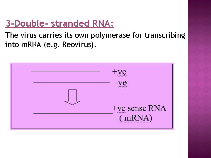 3 -Double- stranded RNA: The virus carries its own polymerase for transcribing into m.