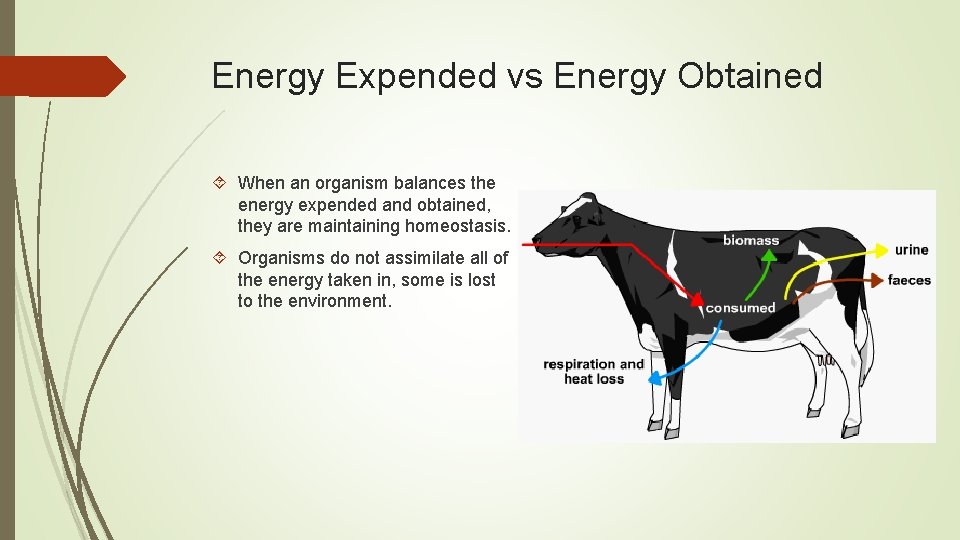 Energy Expended vs Energy Obtained When an organism balances the energy expended and obtained, Energy Expended vs Energy Obtained When an organism balances the energy expended and obtained,