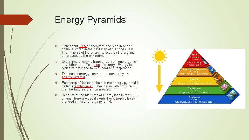 Energy Pyramids Only about 10% of energy of one step in a food chain Energy Pyramids Only about 10% of energy of one step in a food chain