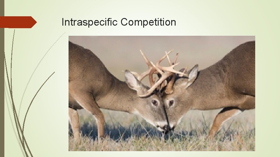Intraspecific Competition Intraspecific Competition