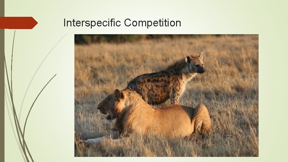 Interspecific Competition Interspecific Competition