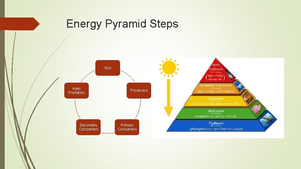 Energy Pyramid Steps Sun Apex Predators Secondary Consumers Producers Primary Consumers Energy Pyramid Steps Sun Apex Predators Secondary Consumers Producers Primary Consumers