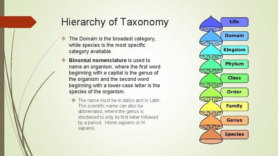 Hierarchy of Taxonomy The Domain is the broadest category, while species is the most Hierarchy of Taxonomy The Domain is the broadest category, while species is the most