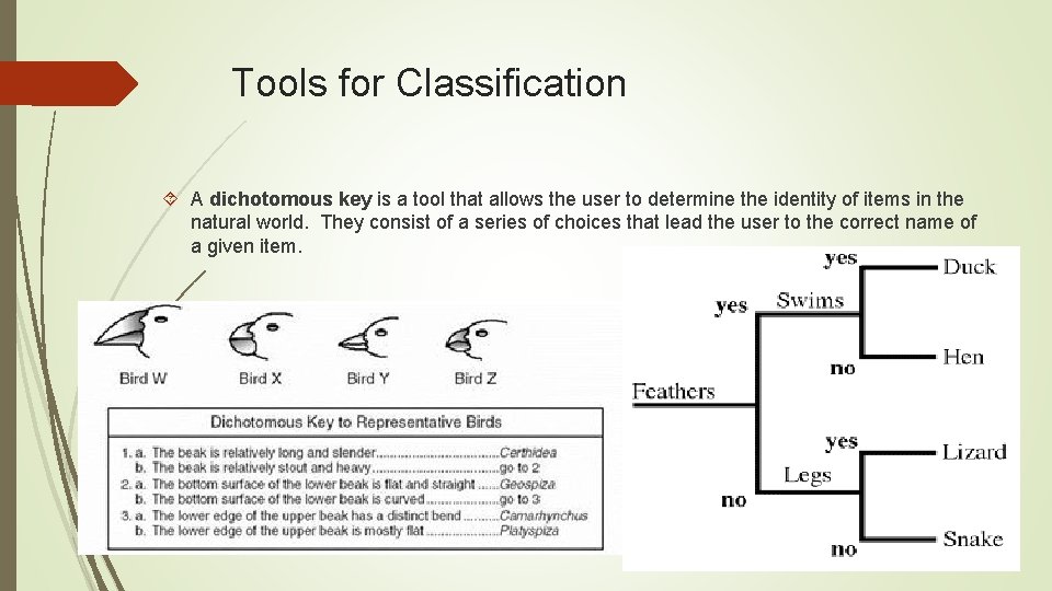 Tools for Classification A dichotomous key is a tool that allows the user to Tools for Classification A dichotomous key is a tool that allows the user to