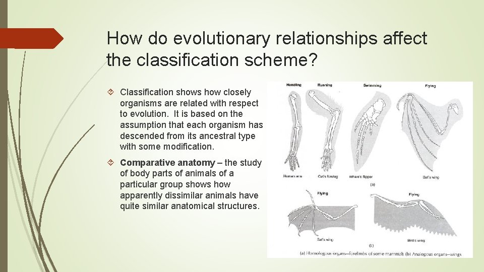 How do evolutionary relationships affect the classification scheme? Classification shows how closely organisms are How do evolutionary relationships affect the classification scheme? Classification shows how closely organisms are