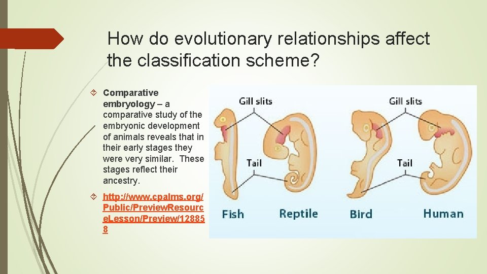 How do evolutionary relationships affect the classification scheme? Comparative embryology – a comparative study How do evolutionary relationships affect the classification scheme? Comparative embryology – a comparative study