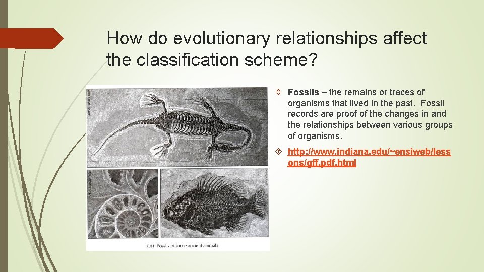 How do evolutionary relationships affect the classification scheme? Fossils – the remains or traces How do evolutionary relationships affect the classification scheme? Fossils – the remains or traces