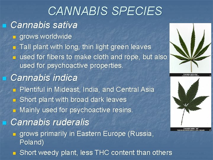 CANNABIS SPECIES n Cannabis sativa n n Cannabis indica n n grows worldwide Tall