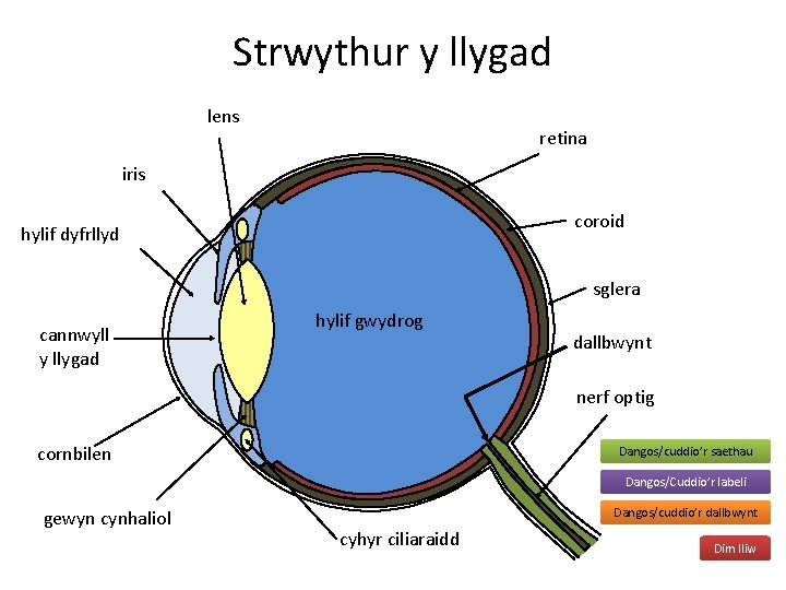 Strwythur y llygad lens retina iris coroid hylif dyfrllyd sglera cannwyll y llygad hylif