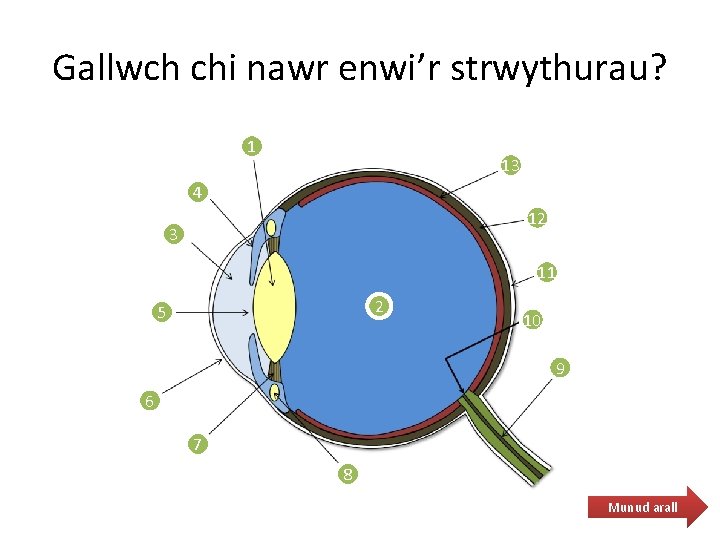 Gallwch chi nawr enwi’r strwythurau? 1 13 4 12 3 11 2 5 10