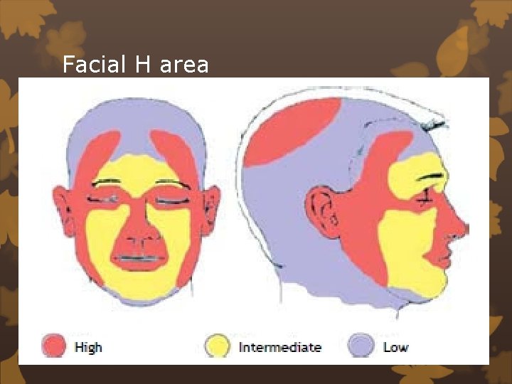 Facial H area 