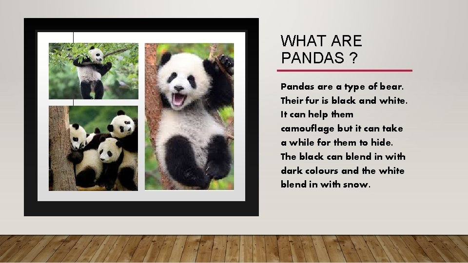 WHAT ARE PANDAS ? Pandas are a type of bear. Their fur is black