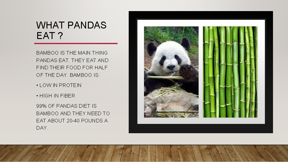WHAT PANDAS EAT ? BAMBOO IS THE MAIN THING PANDAS EAT. THEY EAT AND