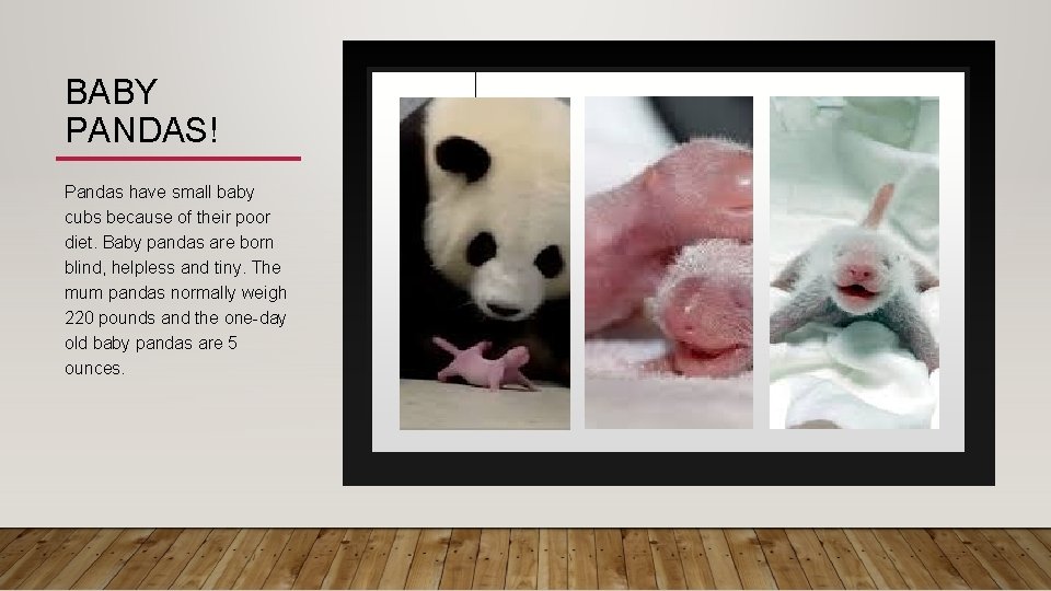 BABY PANDAS! Pandas have small baby cubs because of their poor diet. Baby pandas