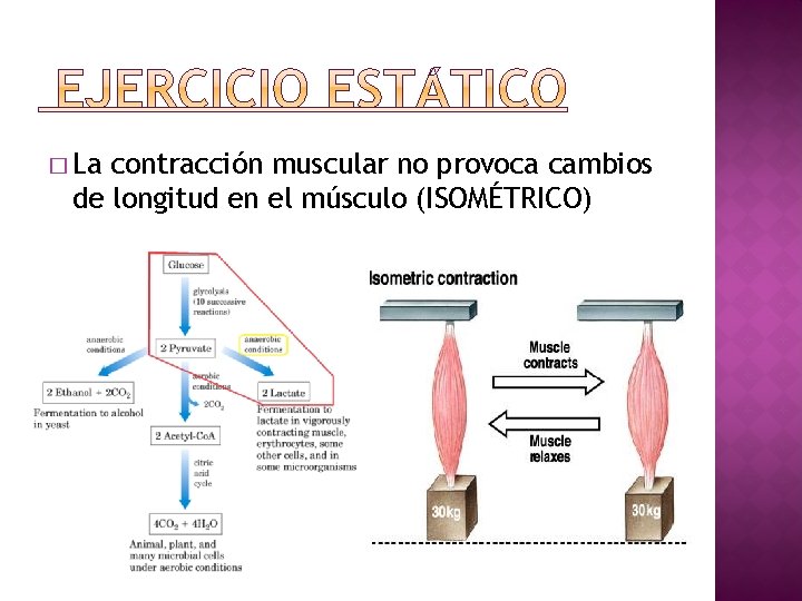 � La contracción muscular no provoca cambios de longitud en el músculo (ISOMÉTRICO) 