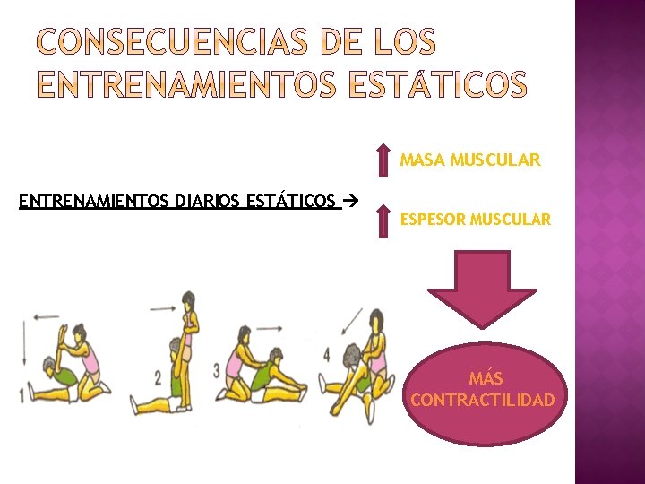 MASA MUSCULAR ENTRENAMIENTOS DIARIOS ESTÁTICOS ESPESOR MUSCULAR MÁS CONTRACTILIDAD 