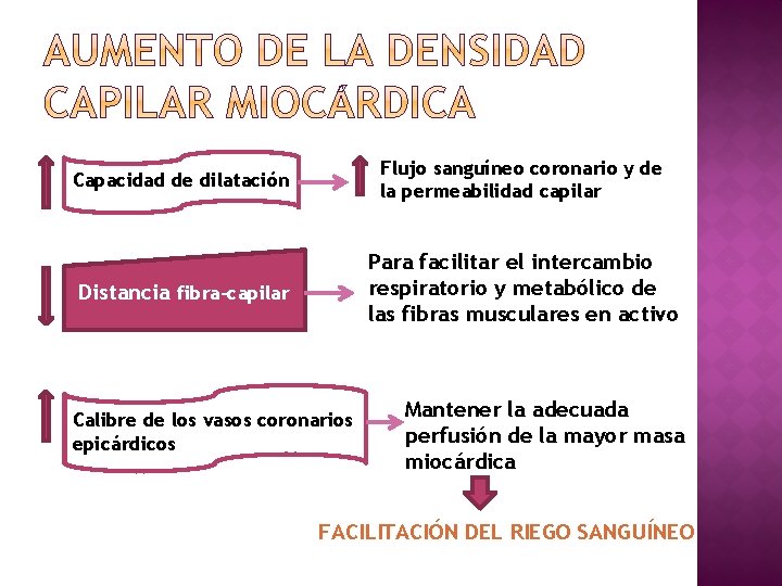 Capacidad de dilatación Flujo sanguíneo coronario y de la permeabilidad capilar Distancia fibra-capilar Para