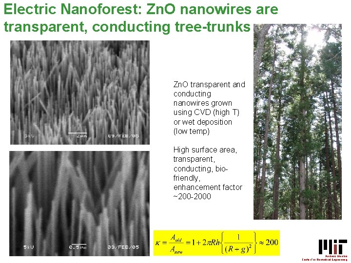 Electric Nanoforest: Zn. O nanowires are transparent, conducting tree-trunks Zn. O transparent and conducting