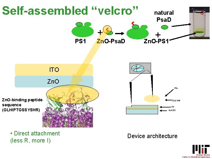 Self-assembled “velcro” PS 1 ITO + natural Psa. D + Zn. O-PS 1 Zn.