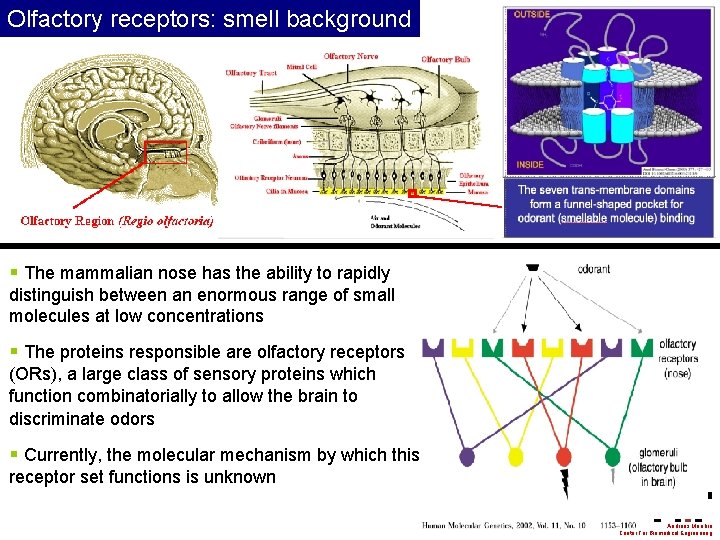 Olfactory receptors: smell background § The mammalian nose has the ability to rapidly distinguish