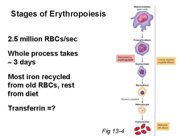 Stages of Erythropoiesis 2. 5 million RBCs/sec Whole process takes 3 days Most iron