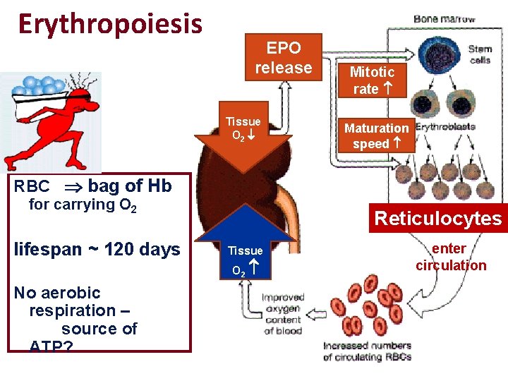 Erythropoiesis EPO release Tissue O 2 Mitotic rate Maturation speed RBC bag of Hb