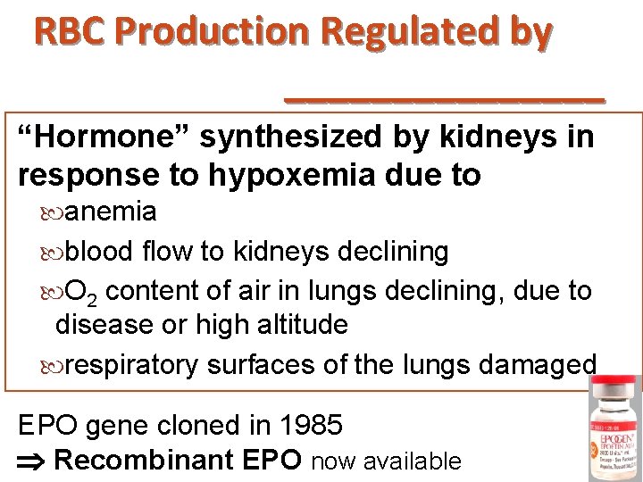 RBC Production Regulated by ________ “Hormone” synthesized by kidneys in response to hypoxemia due