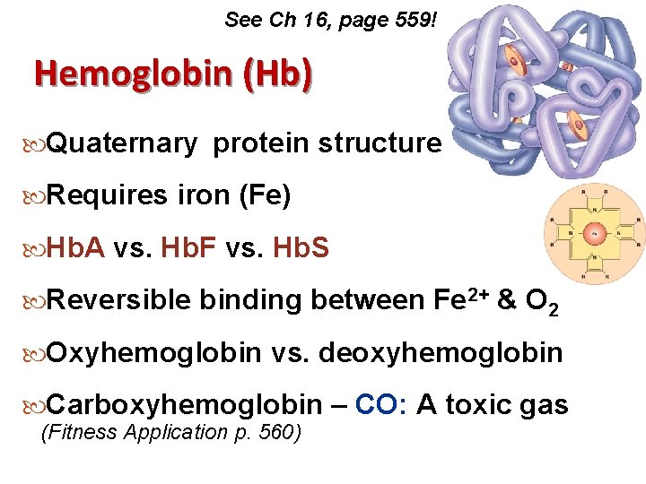 See Ch 16, page 559! Hemoglobin (Hb) Quaternary protein structure ? Requires iron (Fe)
