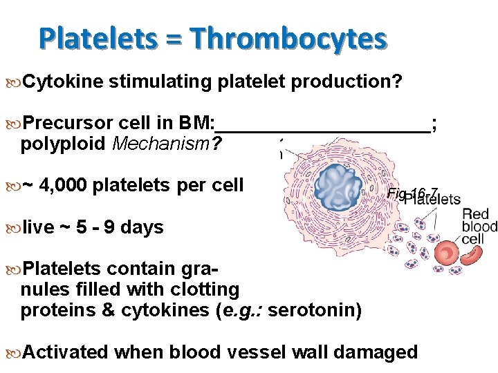 Platelets = Thrombocytes Cytokine stimulating platelet production? Precursor cell in BM: __________; polyploid Mechanism?