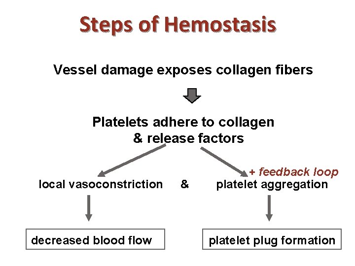 Steps of Hemostasis Vessel damage exposes collagen fibers Platelets adhere to collagen & release