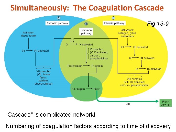 Simultaneously: The Coagulation Cascade Fig 13 -9 “Cascade” is complicated network! Numbering of coagulation