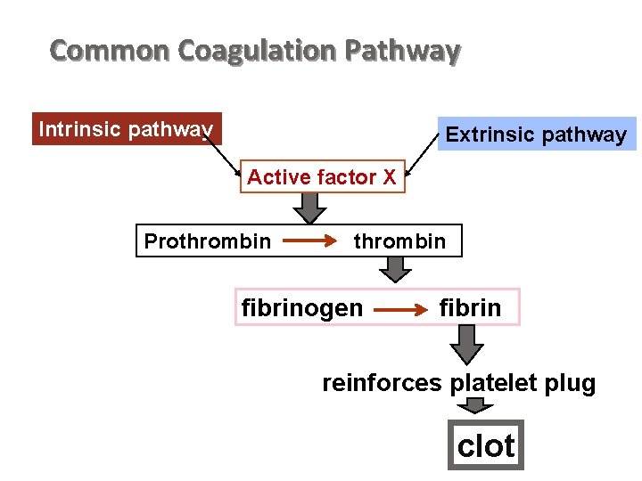 Common Coagulation Pathway Intrinsic pathway Extrinsic pathway Active factor X Prothrombin fibrinogen fibrin reinforces