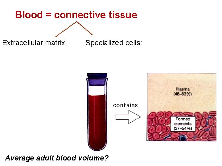 Blood = connective tissue Extracellular matrix: Specialized cells: Average adult blood volume? 