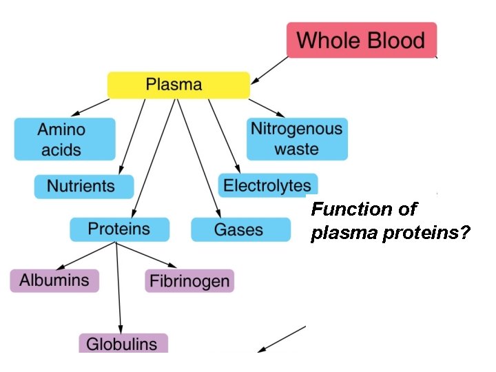 Function of plasma proteins? 