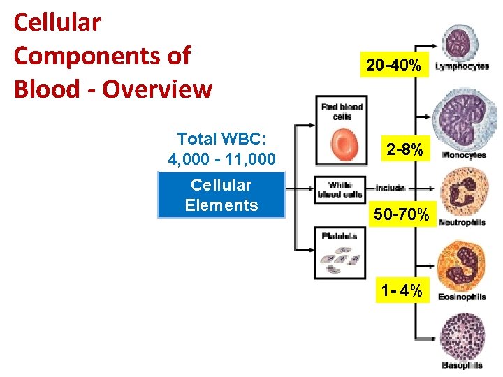Cellular Components of Blood - Overview Total WBC: 4, 000 - 11, 000 Cellular