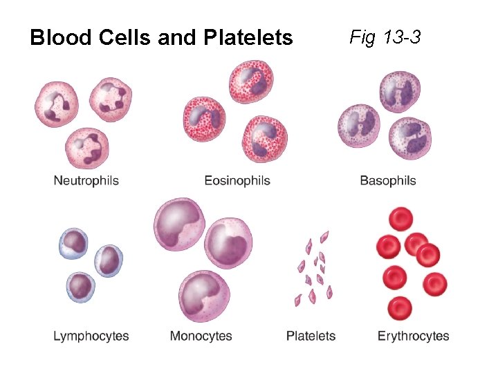 Blood Cells and Platelets Fig 13 -3 