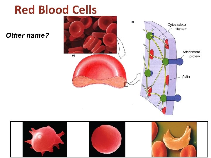Red Blood Cells Other name? 