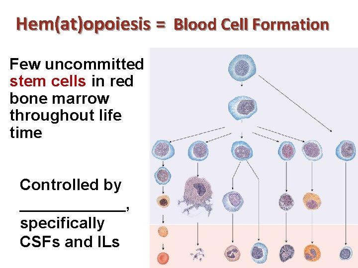 Hem(at)opoiesis = Blood Cell Formation Few uncommitted stem cells in red bone marrow throughout
