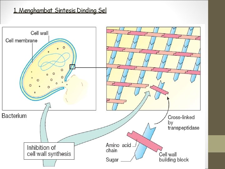 1. Menghambat Sintesis Dinding Sel 