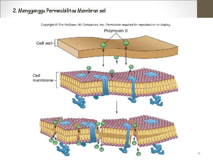 2. Mengganggu Permeabilitas Membran sel 