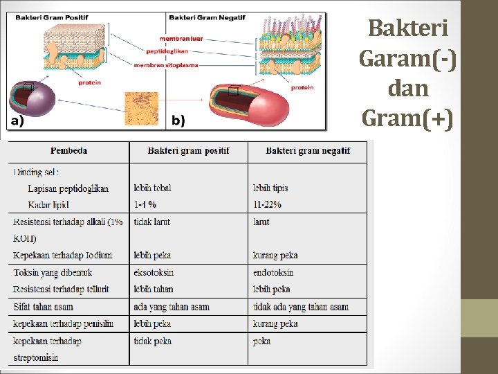 Bakteri Garam(-) dan Gram(+) 