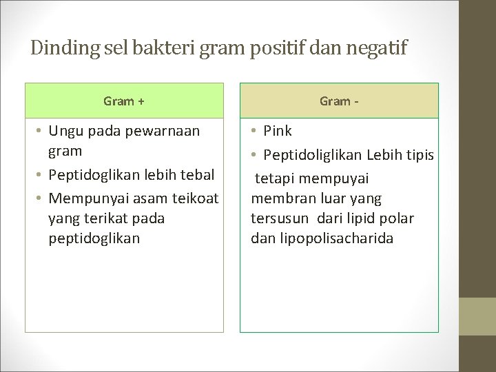 Dinding sel bakteri gram positif dan negatif Gram + Gram - • Ungu pada