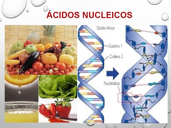 ÁCIDOS NUCLEICOS 