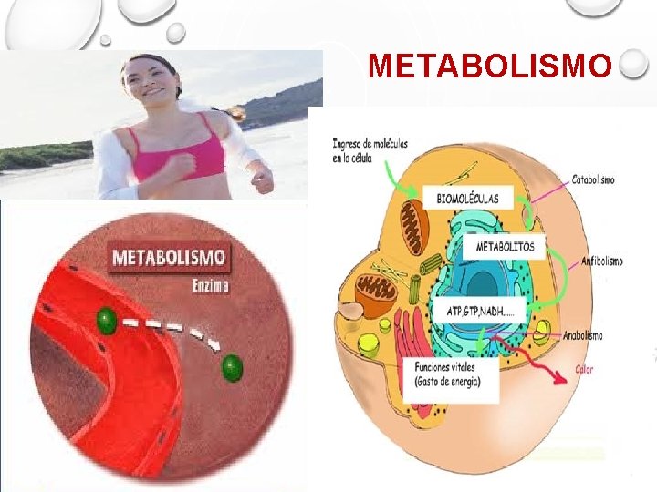 METABOLISMO 