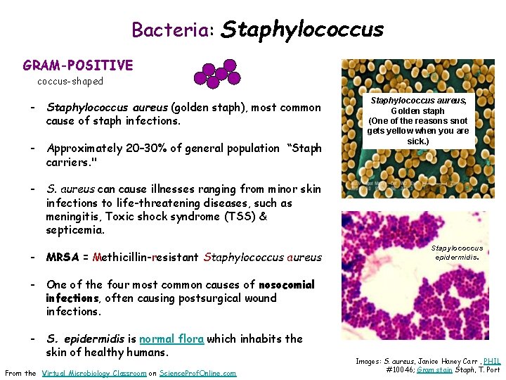 Bacteria: Staphylococcus GRAM-POSITIVE coccus-shaped - Staphylococcus aureus (golden staph), most common cause of staph
