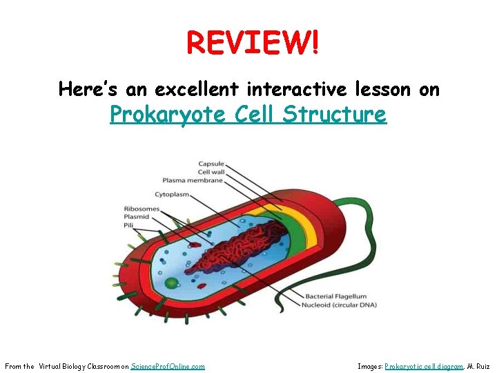REVIEW! Here’s an excellent interactive lesson on Prokaryote Cell Structure From the Virtual Biology